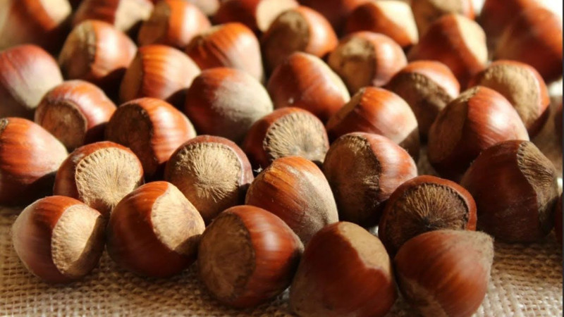 Dünya fındık üretim beklentileri açıklandı! Türkiye beklentileri moral bozdu - Resim: 6