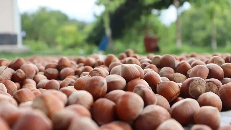 Dünya fındık üretim beklentileri açıklandı! Türkiye beklentileri moral bozdu - Resim: 7