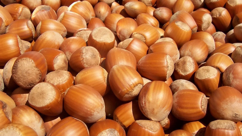 Serbest piyasa fındık fiyatlarında bu rakamlar konuşuluyor! Ordu'da fiyatlar yükseldi - Resim: 2