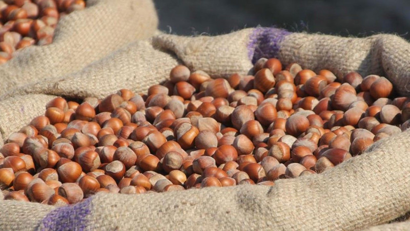 Serbest piyasa fındık fiyatlarında bu rakamlar konuşuluyor! Ordu'da fiyatlar yükseldi - Resim: 8
