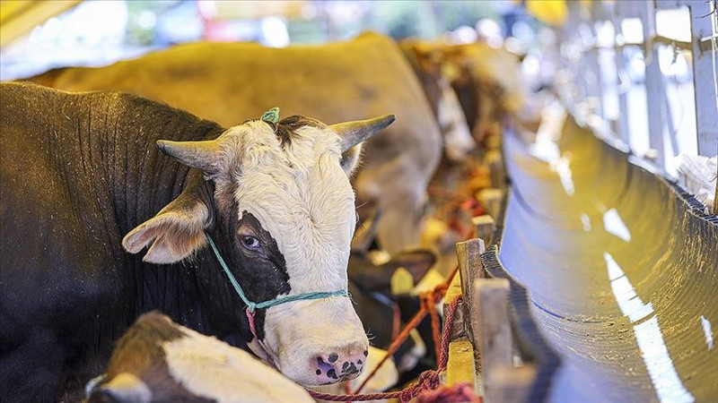 Kurbanlık fiyatları ne kadar? Türkiye'de bu sene kaç kurban kesilecek? - Resim: 5