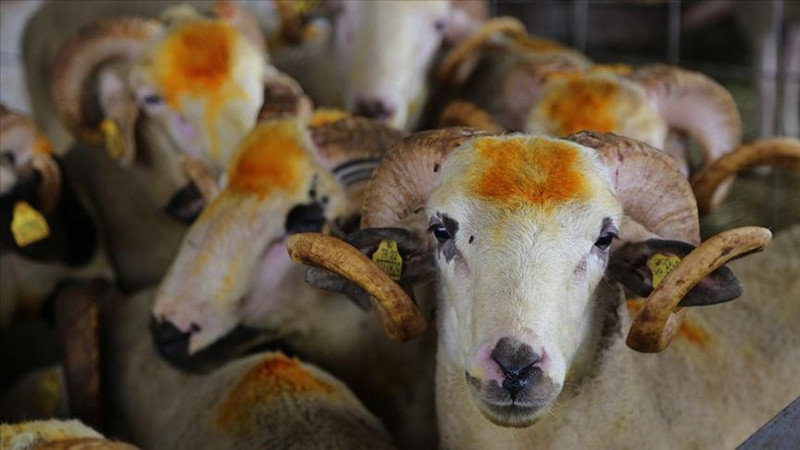 Taksitle kurbanlık alınır mı? Kredi, taksit ve kredi kartıyla kurban kesilir mi? - Resim: 7