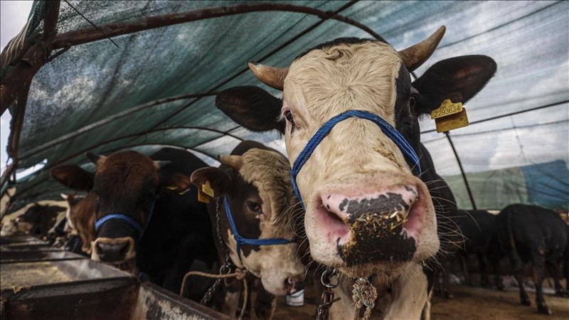 Taksitle kurbanlık alınır mı? Kredi, taksit ve kredi kartıyla kurban kesilir mi? - Resim: 6