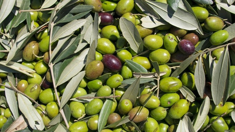 En fazla zeytin üreten 10 ülke açıklandı! Bakın Türkiye kaçıncı sırada... - Resim: 1