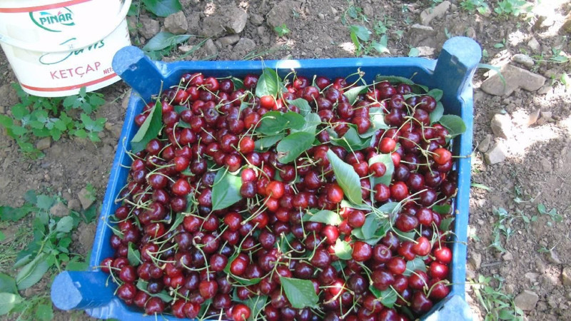 Gaziantep'in İslahiye İlçesinde üretiliyor! Marketlerde 200 liraya satılıyor - Resim: 4