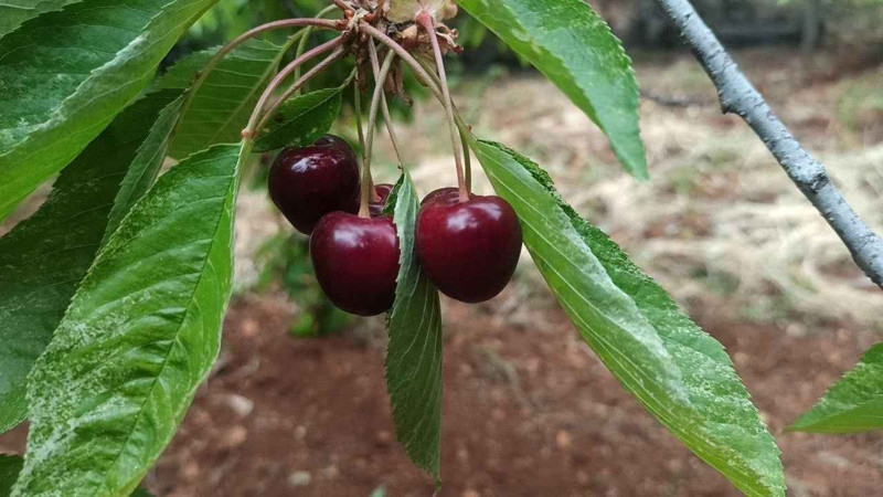 Gaziantep'in İslahiye İlçesinde üretiliyor! Marketlerde 200 liraya satılıyor - Resim: 5