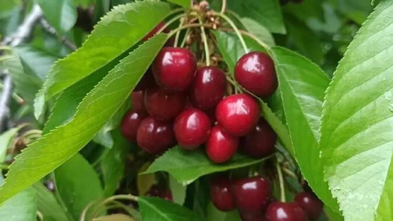 Gaziantep'in İslahiye İlçesinde üretiliyor! Marketlerde 200 liraya satılıyor - Resim: 8