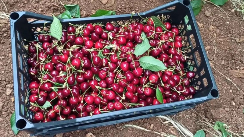 Gaziantep'in İslahiye İlçesinde üretiliyor! Marketlerde 200 liraya satılıyor - Resim: 6