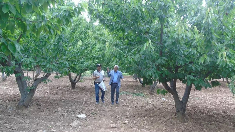 Gaziantep'in İslahiye İlçesinde üretiliyor! Marketlerde 200 liraya satılıyor - Resim: 10