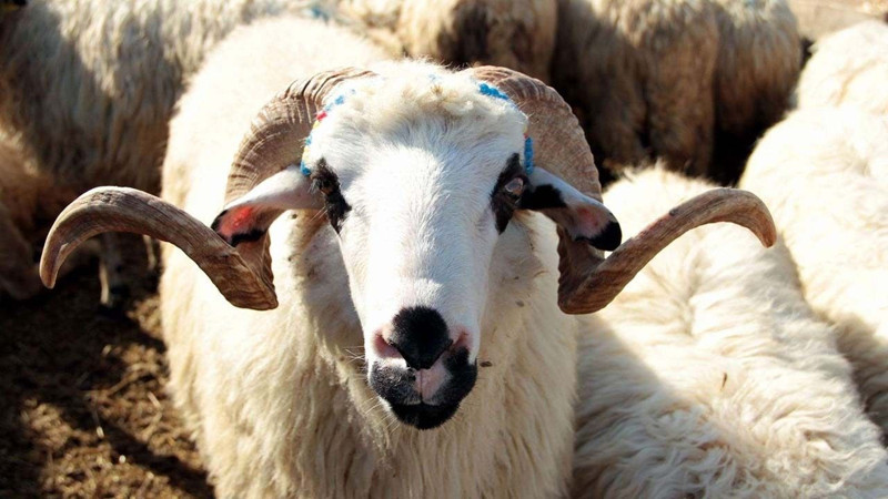 Kurban keserken okunacak dualar! İşte doğru uygulama rehberi - Resim: 1