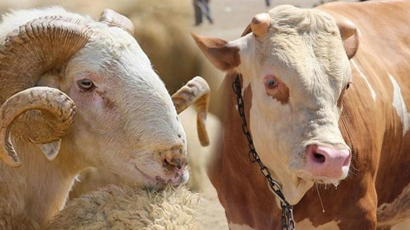 Kurban keserken okunacak dualar! İşte doğru uygulama rehberi - Resim: 2