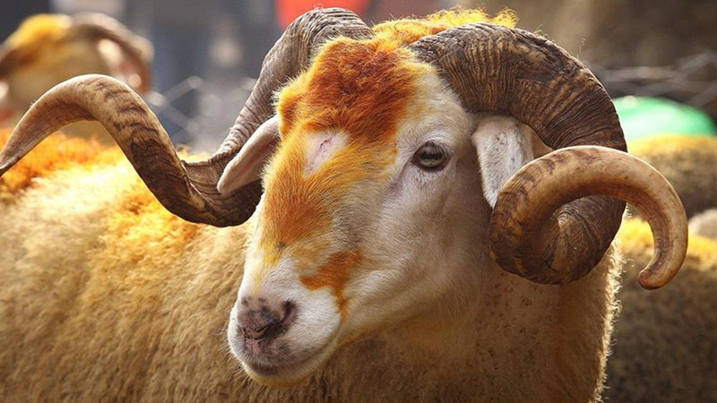 Kurban keserken okunacak dualar! İşte doğru uygulama rehberi - Resim: 3