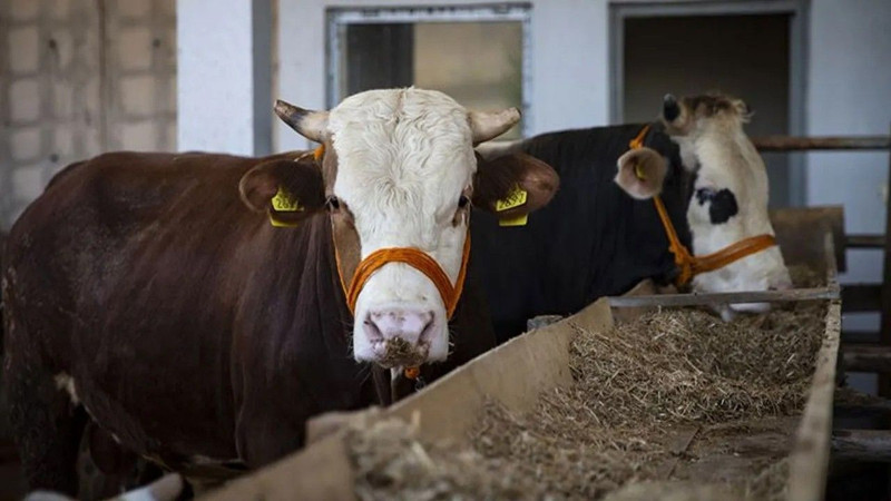 Kurban keserken okunacak dualar! İşte doğru uygulama rehberi - Resim: 4