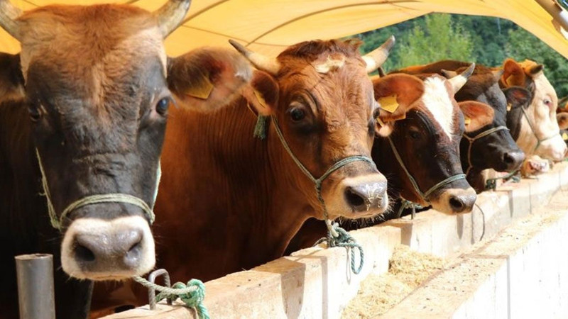 Kurban keserken okunacak dualar! İşte doğru uygulama rehberi - Resim: 5