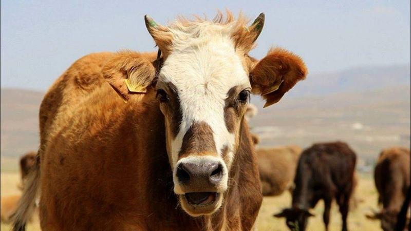 Kurban keserken okunacak dualar! İşte doğru uygulama rehberi - Resim: 6