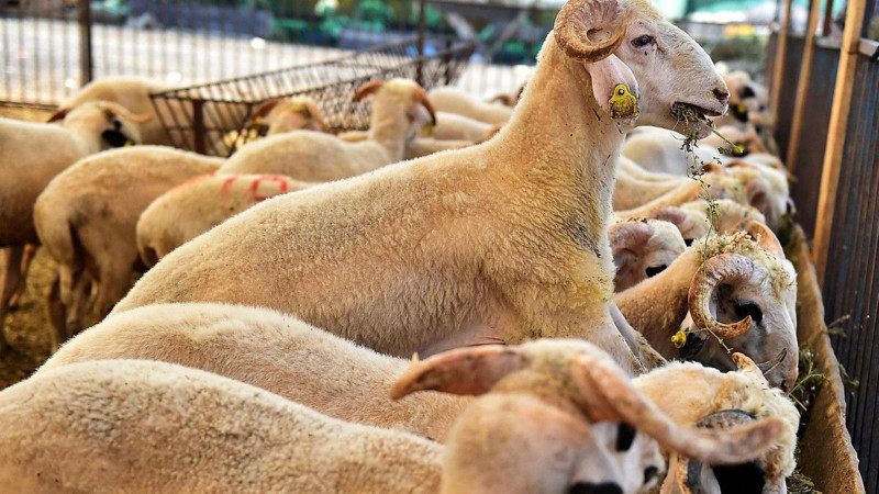 Kurban keserken okunacak dualar! İşte doğru uygulama rehberi - Resim: 8