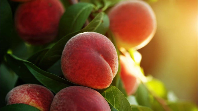 Şeftali tahtı kimin? İşte dünyada en fazla şeftali üreten ülkeler - Resim: 1