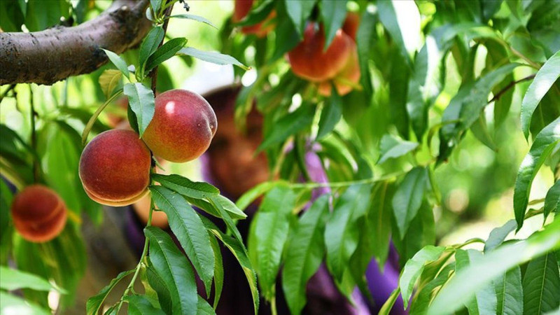 Şeftali tahtı kimin? İşte dünyada en fazla şeftali üreten ülkeler - Resim: 11