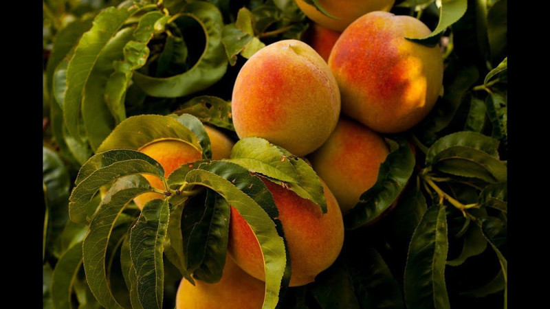 Şeftali tahtı kimin? İşte dünyada en fazla şeftali üreten ülkeler - Resim: 4