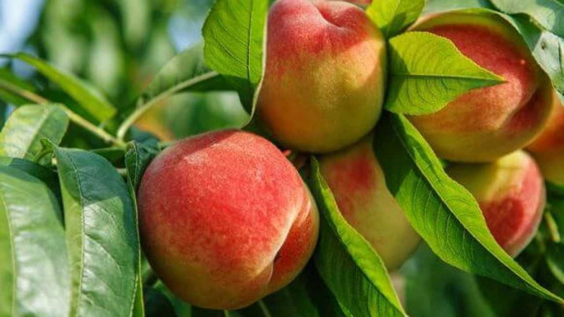 Şeftali tahtı kimin? İşte dünyada en fazla şeftali üreten ülkeler - Resim: 5