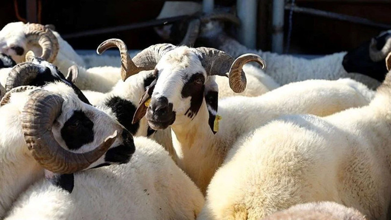 Kurban ne zaman kesilmeli? Ne zaman kesilmemeli? Hadislerde nasıl tarif ediliyor? - Resim: 2