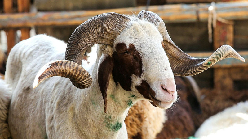 Kurban ne zaman kesilmeli? Ne zaman kesilmemeli? Hadislerde nasıl tarif ediliyor? - Resim: 4