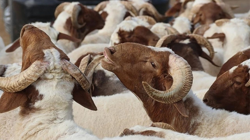 Kurban ne zaman kesilmeli? Ne zaman kesilmemeli? Hadislerde nasıl tarif ediliyor? - Resim: 5