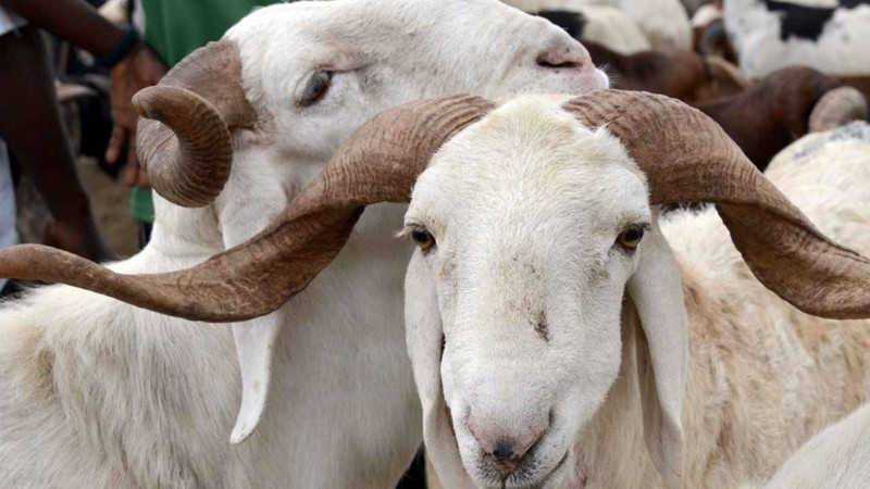 Kurban ne zaman kesilmeli? Ne zaman kesilmemeli? Hadislerde nasıl tarif ediliyor? - Resim: 1
