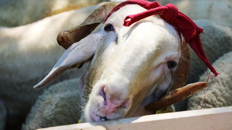 Diyanet ile Kurban kesilirken hangi dua okunur, ne denir? - Resim: 4