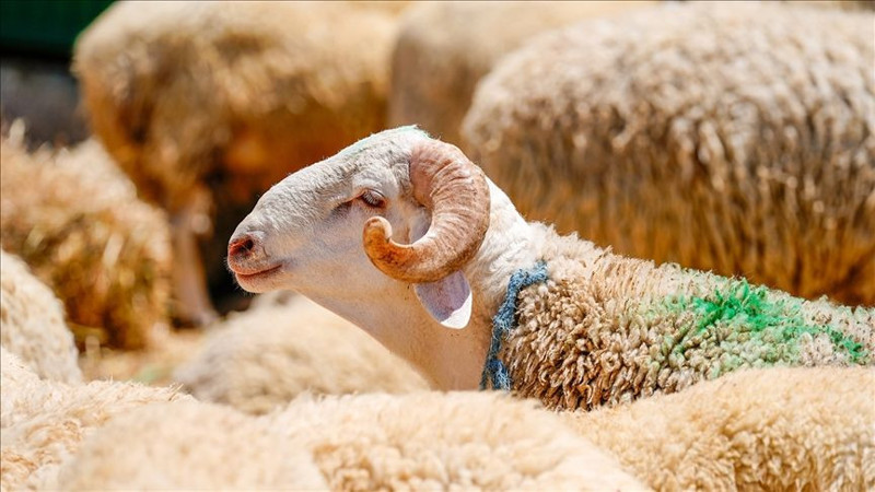 Diyanet ile Kurban kesilirken hangi dua okunur, ne denir? - Resim: 2