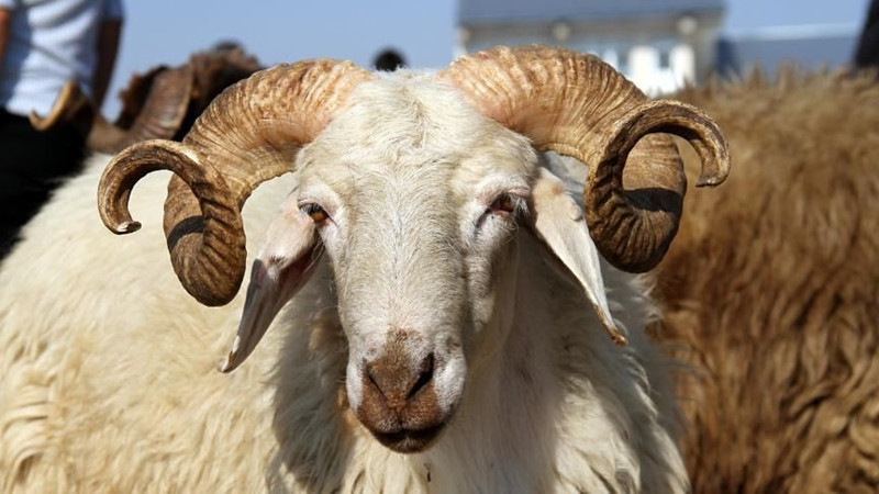 Diyanet ile Kurban kesilirken hangi dua okunur, ne denir? - Resim: 5