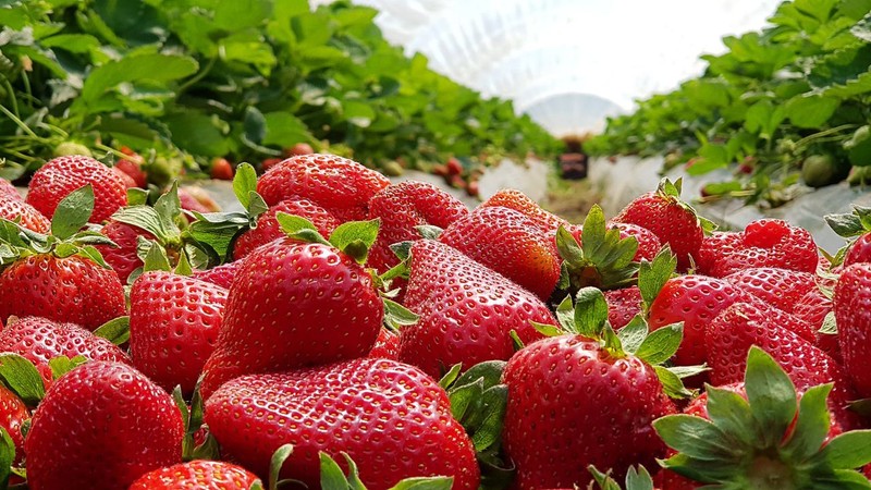En fazla çilek üreten 15 ülke! Listede Türkiye de yer alıyor... - Resim: 11