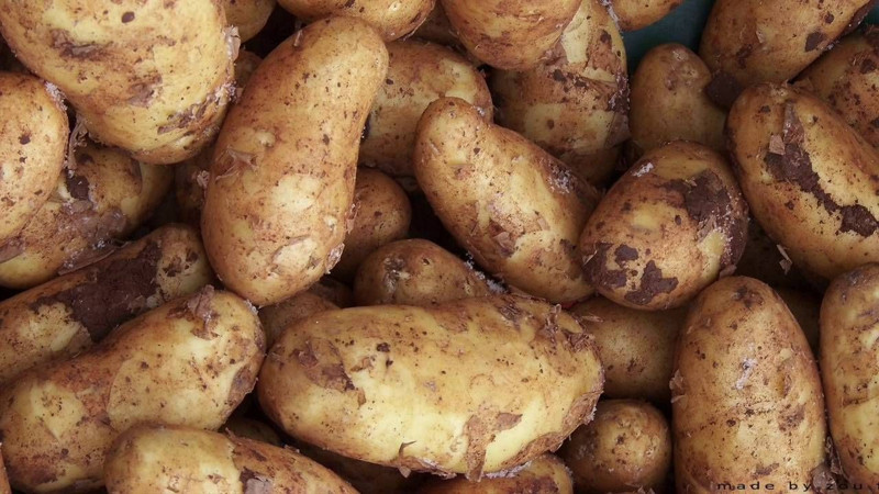 En fazla patates üreten 10 ülke açıklandı! Bakın Türkiye kaçıncı sırada... - Resim: 3