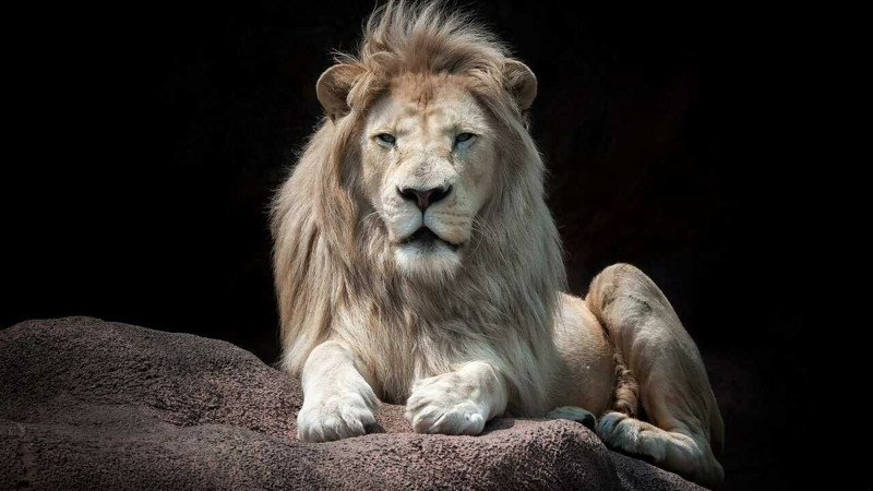 Nesli her geçen gün azalıyor! Dünyada en çok aslan bulunan ülkeler açıklandı - Resim: 10