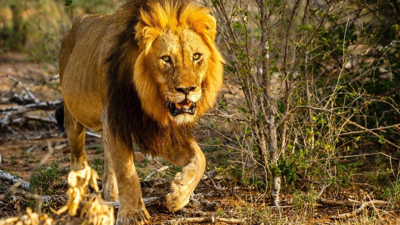 Nesli her geçen gün azalıyor! Dünyada en çok aslan bulunan ülkeler açıklandı - Resim: 12