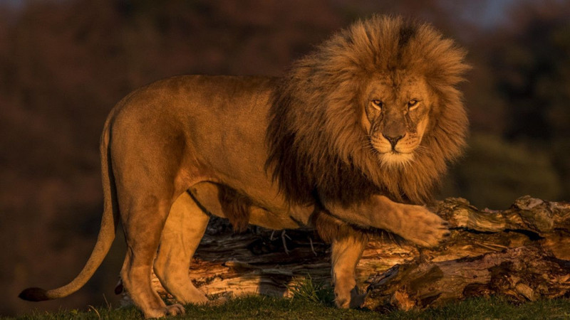 Nesli her geçen gün azalıyor! Dünyada en çok aslan bulunan ülkeler açıklandı - Resim: 3
