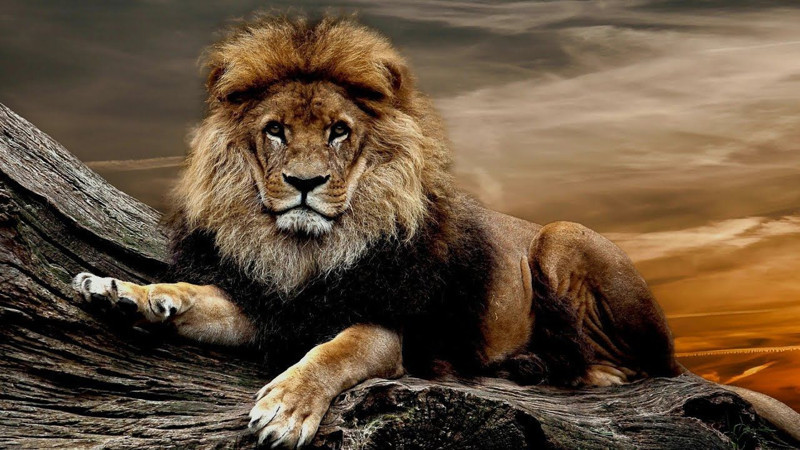 Nesli her geçen gün azalıyor! Dünyada en çok aslan bulunan ülkeler açıklandı - Resim: 5