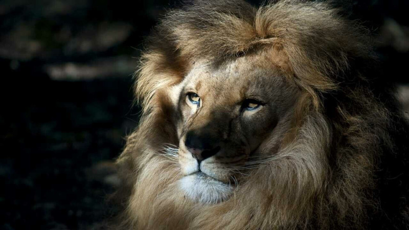 Nesli her geçen gün azalıyor! Dünyada en çok aslan bulunan ülkeler açıklandı - Resim: 6