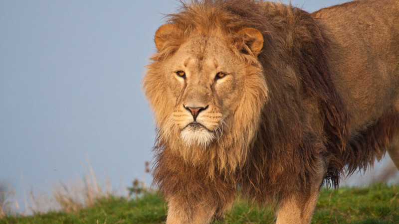 Nesli her geçen gün azalıyor! Dünyada en çok aslan bulunan ülkeler açıklandı - Resim: 7