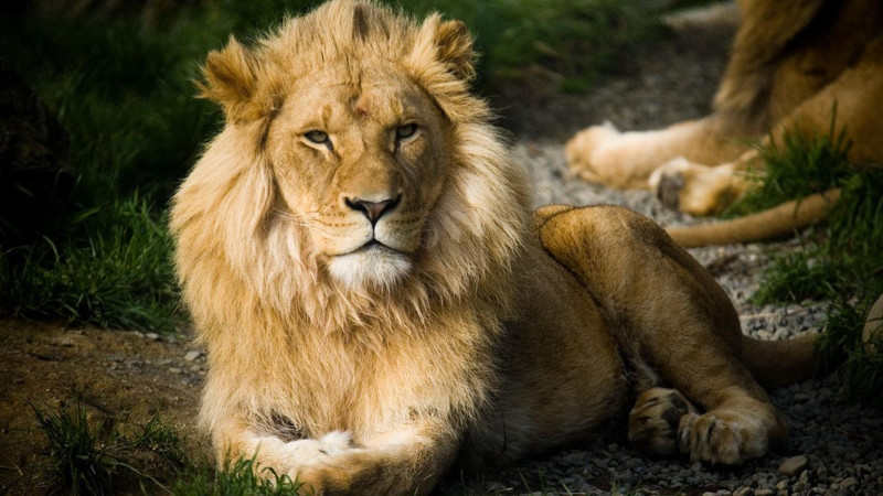 Nesli her geçen gün azalıyor! Dünyada en çok aslan bulunan ülkeler açıklandı - Resim: 9