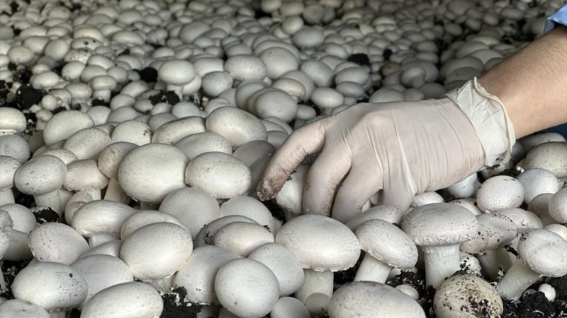 En çok kültür mantarı üretilen iller belli oldu! Bakın hangi illerde daha çok üretiliyor - Resim: 1