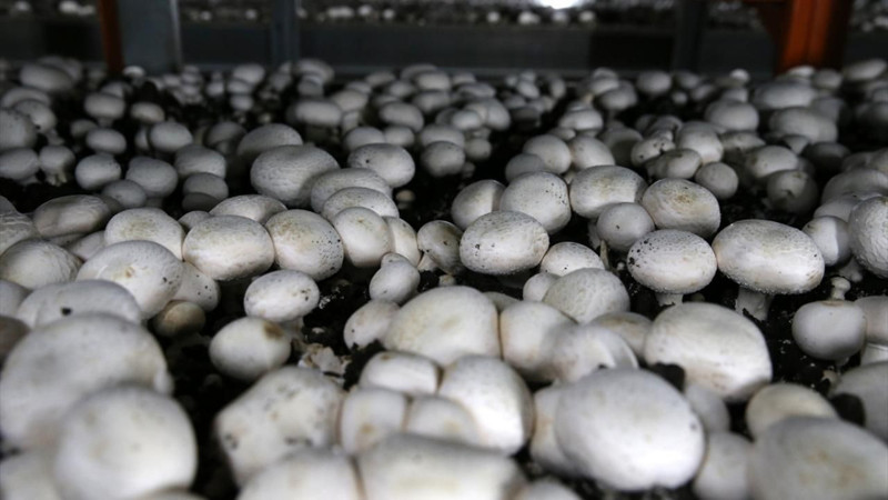 En çok kültür mantarı üretilen iller belli oldu! Bakın hangi illerde daha çok üretiliyor - Resim: 5