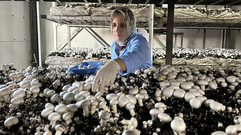 En çok kültür mantarı üretilen iller belli oldu! Bakın hangi illerde daha çok üretiliyor - Resim: 4