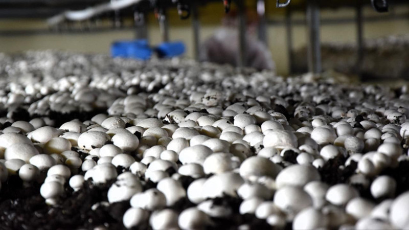 En çok kültür mantarı üretilen iller belli oldu! Bakın hangi illerde daha çok üretiliyor - Resim: 3