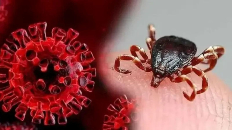 En çok kene görülen iller açıklandı! İşte 2025’te riskin arttığı bölgeler - Resim: 4