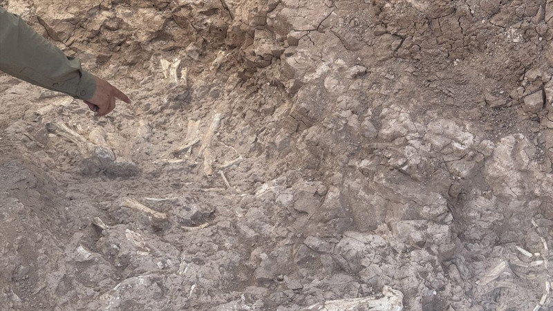 Kayseri'de çoban keşfetti! 7.7 milyon yıllık - Resim: 7