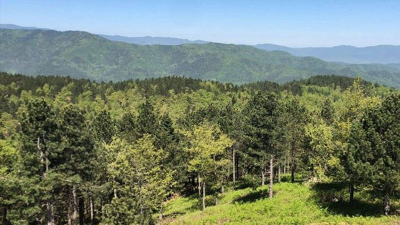 Gümüşhane'de ormanlara girişler yasaklandı! İşte sebebi - Resim: 7
