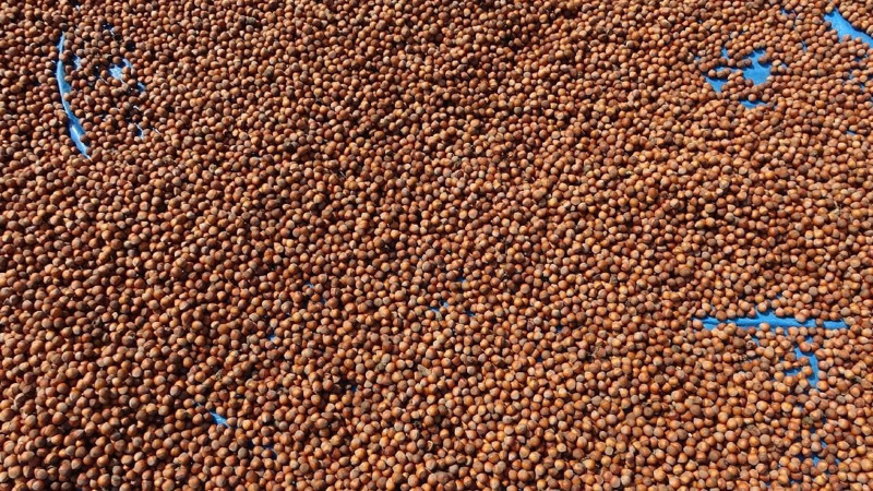 Fındık fiyatları belli oldu! İşte il ve ilçelere göre yeni fiyatlar - Resim: 10