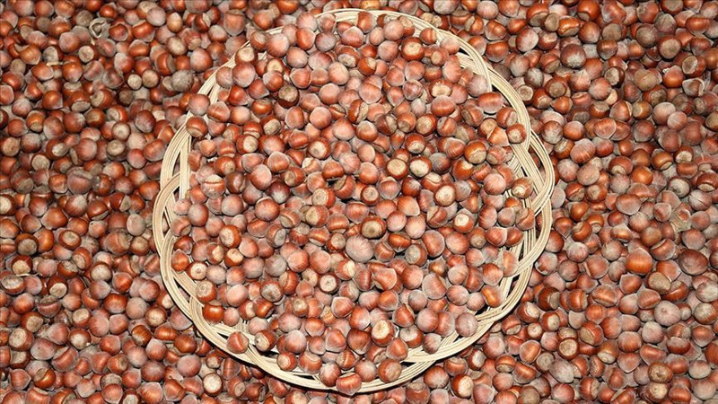 Fındık fiyatları belli oldu! İşte il ve ilçelere göre yeni fiyatlar - Resim: 16