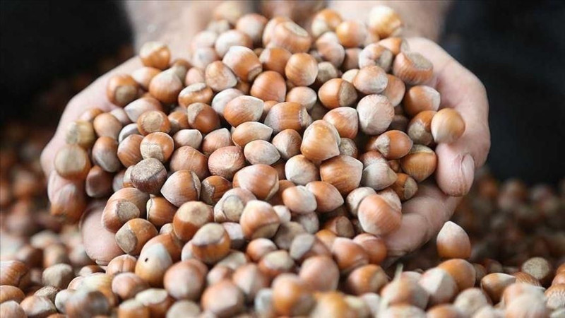 Fındık fiyatları belli oldu! İşte il ve ilçelere göre yeni fiyatlar - Resim: 17